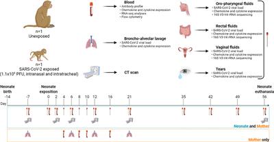 A Case Study to Dissect Immunity to SARS-CoV-2 in a Neonate Nonhuman Primate Model